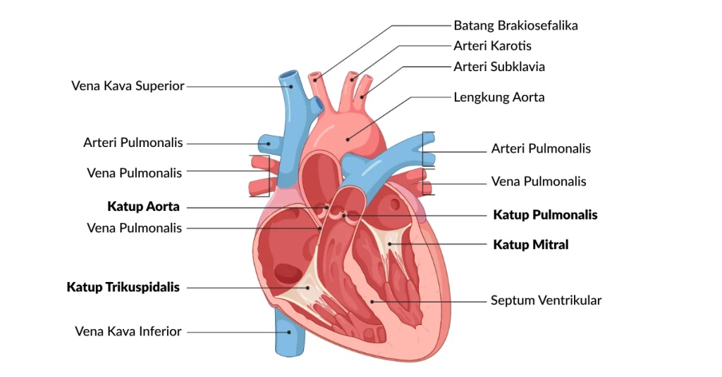 kelainan katup jantung